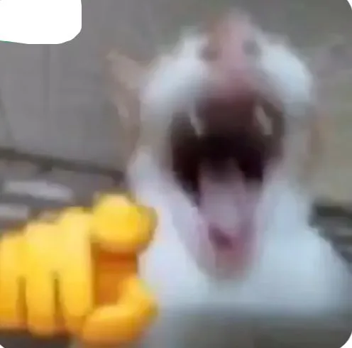 cursed bug found